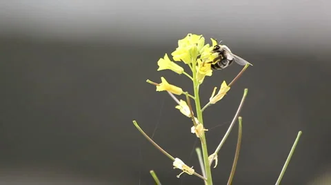 Bee on the field flower Stock Footage 5090375