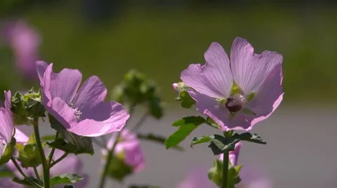 Bee on a field flower Vídeos de archivo 8156534