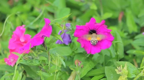 Bee on the field flower Stock Footage 8720670