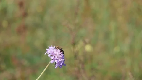Bee on a field flower. Stockbeeldmateriaal 117161221