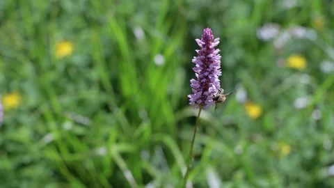 Bee on the field flower Stock Footage 158232939