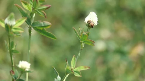 Bee in field Stock Footage 88394897