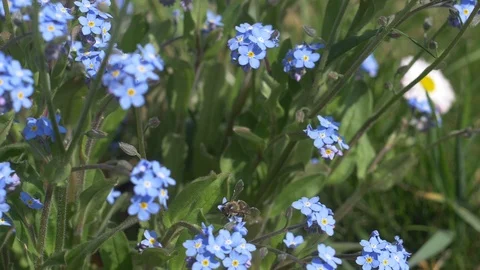 Bee on field forget-me-nots Stock Footage 91401803