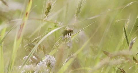 Bee in Field of Wildflowers Stock Footage