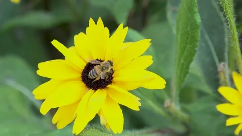 Bee On Field of Yellow Flower Stock Footage 211137673