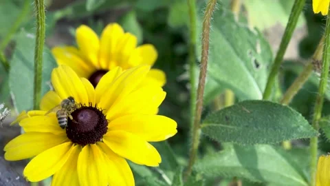 Bee On Field of Yellow Flower Stock Footage 211138240