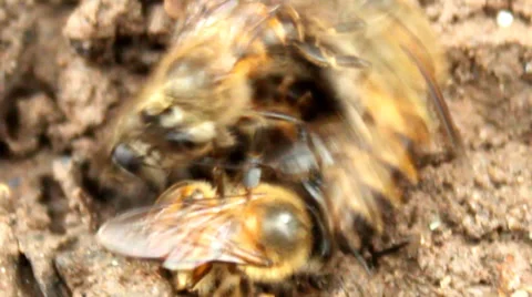 Bee fighting on the ground Stock Footage 37991836