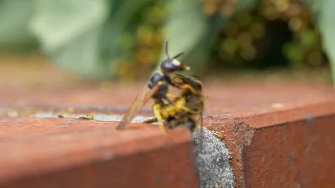 Bee fighting wasp on red bricks Stock Footage 92447429