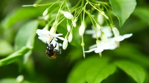 Bee find flower. Stock Footage 115965256