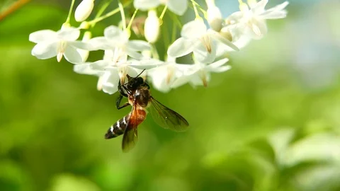 Bee find flower. Stock Footage 115965269