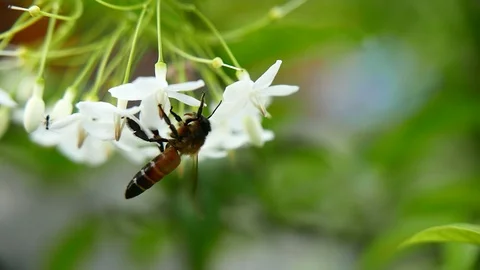 Bee find flower. Stock Footage 115965283