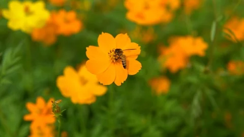 Bee find a honeydew Stock Footage 90784929