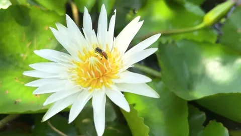 Bee To Find Nectar, Windblown Blooming White Water Lily Flower Stock Footage 276097936