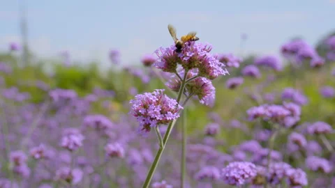 Bee finding and collecting pollen from verbena flowers in nature Video stock 151572218