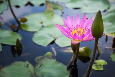Bee is finding nectar from lotus Stock Photos