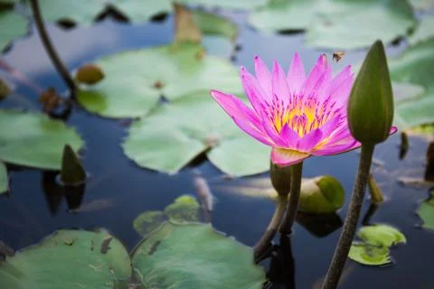 Bee is finding nectar from lotus Stock Photos