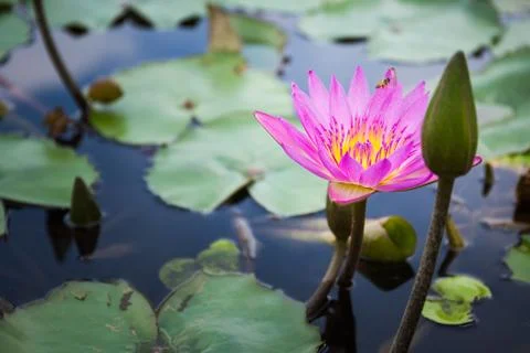 Bee is finding nectar from lotus Stock Photos