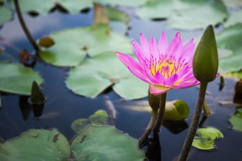 Bee is finding nectar from lotus Stock Photos