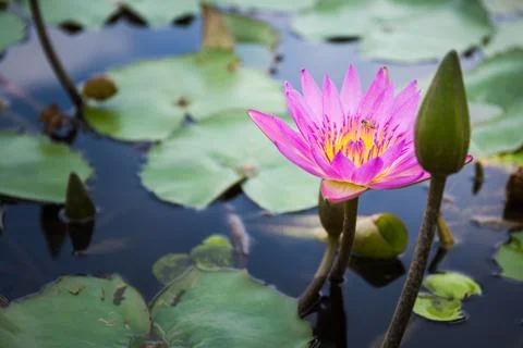 Bee is finding nectar from lotus Stock Photos