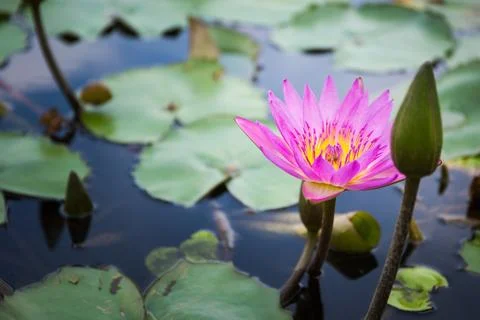 Bee is finding nectar from lotus Stock Photos