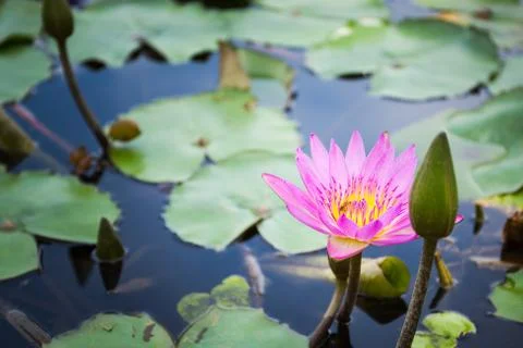 Bee is finding nectar from lotus Stock Photos