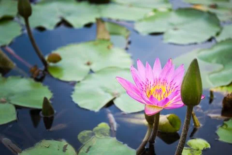 Bee is finding nectar from lotus Stock Photos