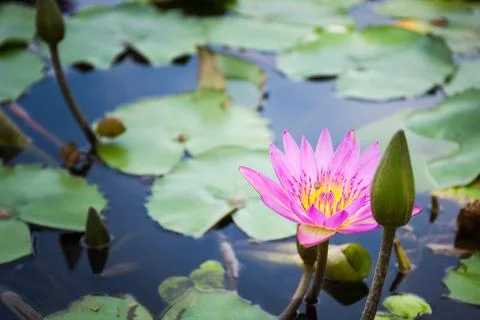 Bee is finding nectar from lotus Stock Photos