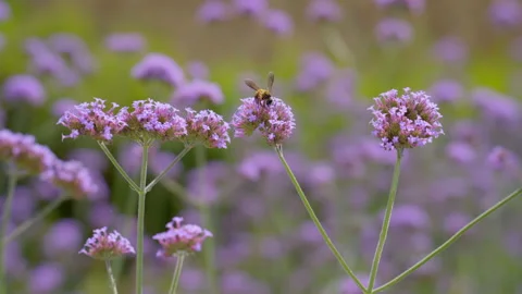 Bee finding pollen and syrup from verbena flower and fly across flowers Video stock 151572482