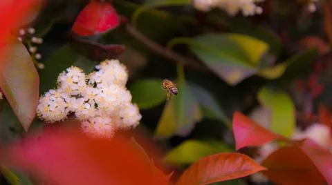 Bee Finding Pollen Stock Photos