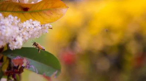 Bee finding pollen 스톡 사진