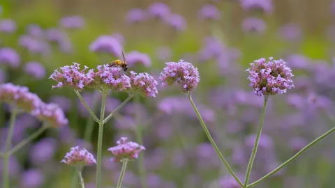 Bee finding syrup from Verbena Flower field Video stock 151572704