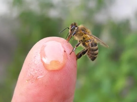 Bee on finger hands of the beekeeper Foto stock