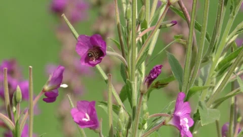 Bee on a fireweed in summer Stock Footage 279180772