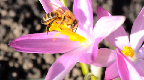 Bee on a First Spring Flower - Crocus Stock Footage 36677505