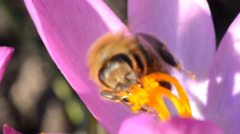 Bee on a First Spring Flower - Crocus Vídeos de archivo 36677516