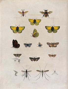 A bee, five butterflies (including a pale clouded yellow), six moths and tw.. Stock Illustration