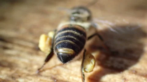 The bee flaps its wings in excitement Stock Footage 161627154