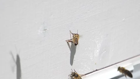 A bee flaps its wings on the wall of a hive. Vídeo Stock 315870210