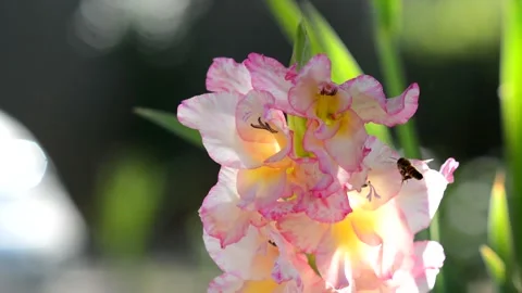 A bee flew in and crawled into the bud of a pink gladiolus flower Stock Footage 147920604
