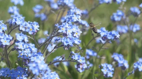 The bee flew up and sat on the forget-me-not Stock Footage 91402140