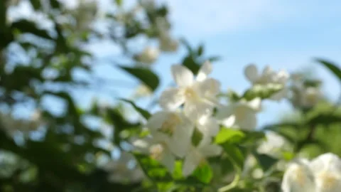 Bee flew away Stock Footage 234996914