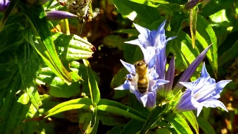 A bee flew with blue flowers Stock Footage 69083803