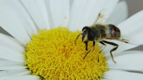 Bee Flew in Flower Video stock 25000060