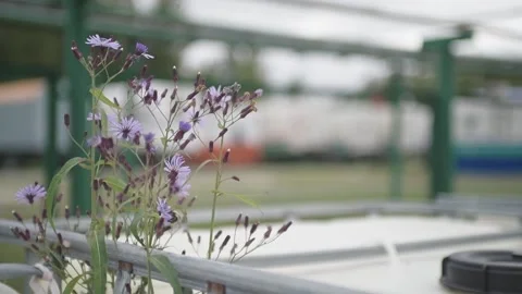 The bee flew to the flower. Pollination, and honey harvesting. Stock Footage 252636868