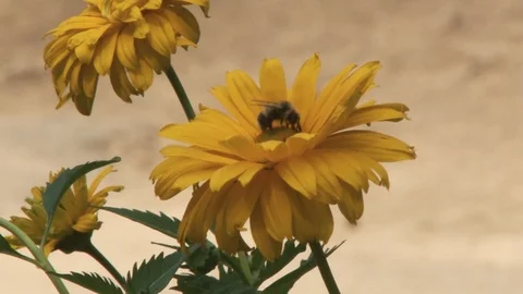 The bee flew to the yellow flower Stock Footage 91239148