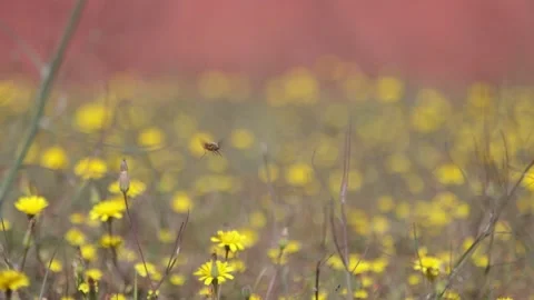 A bee flies and drinks nectar from yellow flowers in a field, a honey bee  Stock Footage 239446415