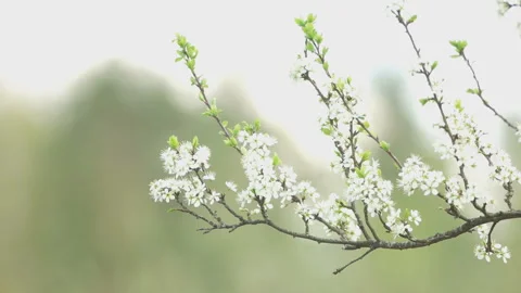 Bee flies and pick pollen in flowering branch plum tree Stock Footage 90035877
