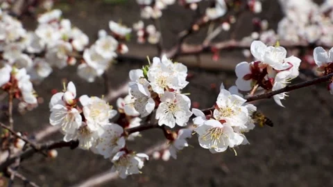 Bee flies and pollinate white beautiful apricot flowers in a spring garden Stock Footage 153998432