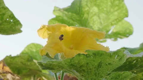 A bee flies and pollinates a large yellow pumpkin flower Stock Footage 160344922