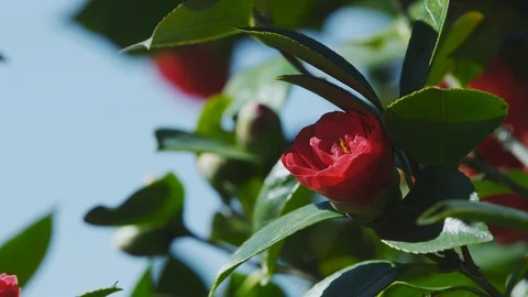Bee Flies to and Pollinates a Red Rose Video stock 87243421